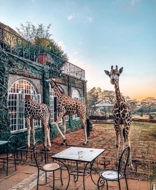 Khách sạn Giraffe Manor, Kenya