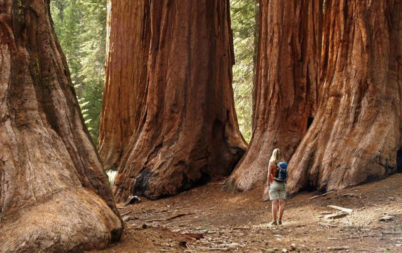 Rừng quốc gia Sequoia