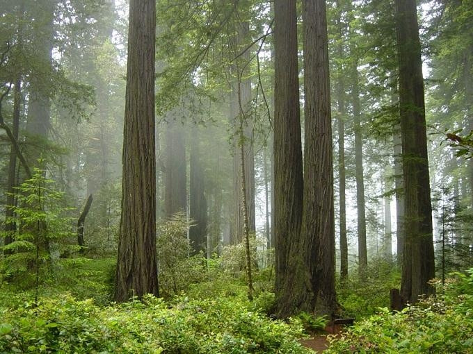Rừng quốc gia Redwood