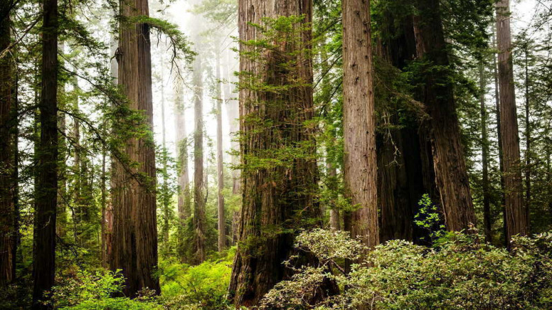 Rừng quốc gia Redwood được UNESCO công nhận là một Di sản thế giới