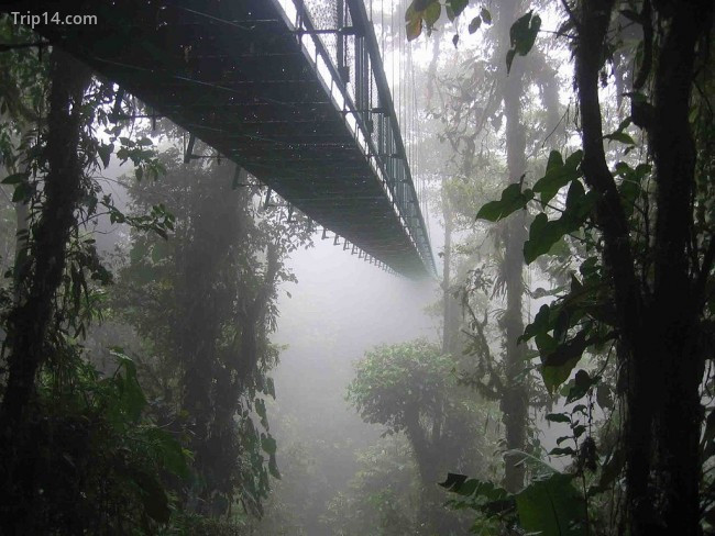 Khung cảnh Monteverde “rừng mây” vừa lãng mạn, vừa bí ẩn.