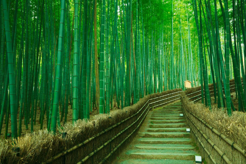 Rừng tre Sagano, Nhật Bản.