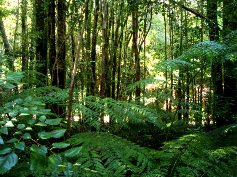 Một góc rừng Valdivian