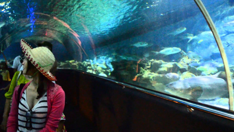 Thủy cung Vinpearl – Vinpearl Aquarium Times City