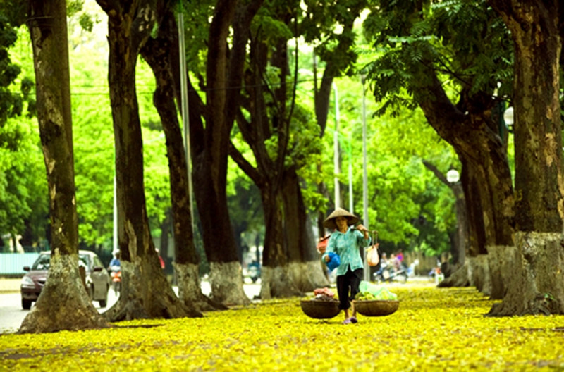 Con đường mùa thu ở Hà Nội. Ảnh minh họa.