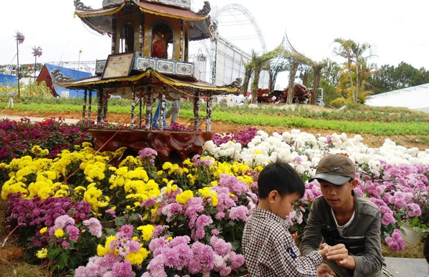 Mùa hoa cúc tại bình dị tại làng hoa Thái Phiên