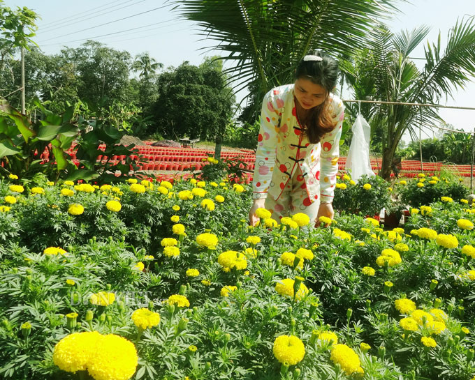 Làng trồng hoa cảnh Minh Hoà