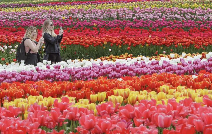 Lễ hội hoa Tulip – Canada