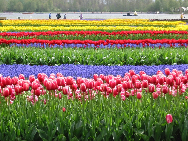 Lễ hội hoa Floriade, Hà Lan