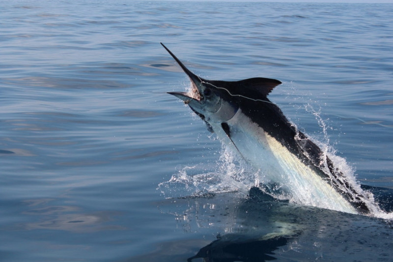 Cá cờ đen- Black marlin