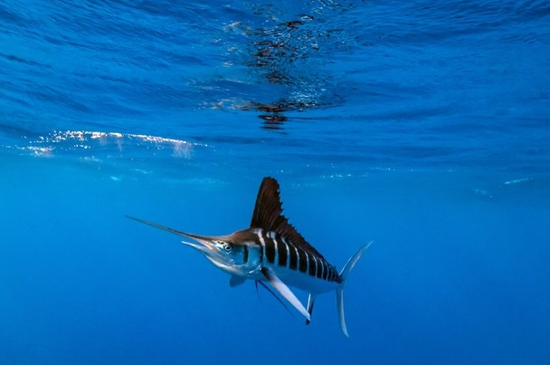 Cá cờ sọc – Striped Marlin