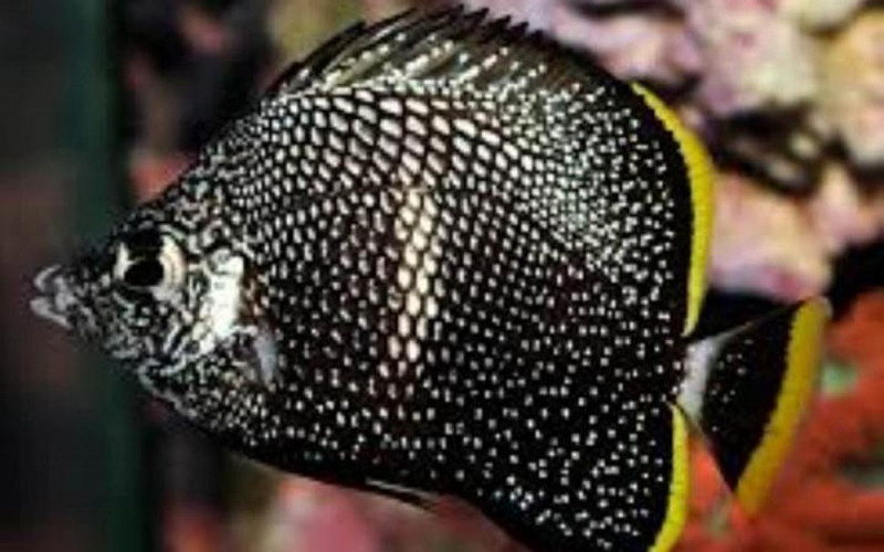 Cá bướm Wrought Iron (2.700 USD)
