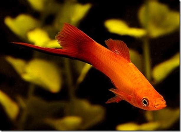 Cá thường có màu đỏ cam, tốc độ bơi khá nhanh.