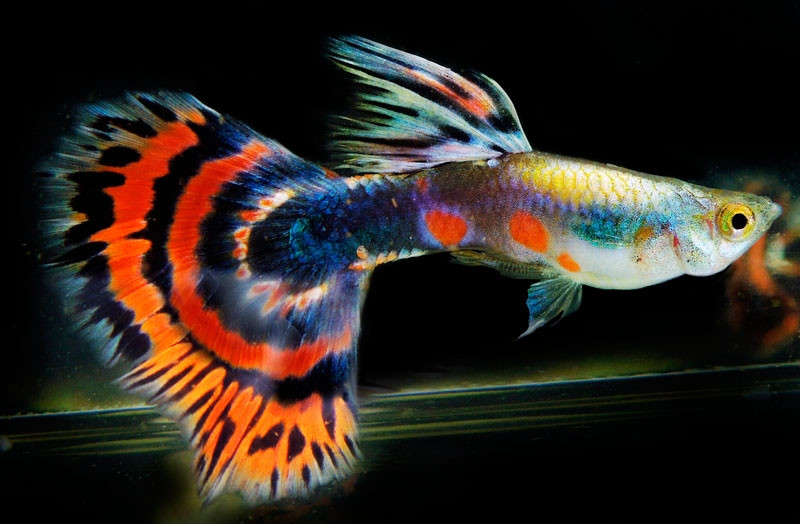 Là loài cá nhỏ nhưng màu sắc đa dạng và phong phú nhất.
