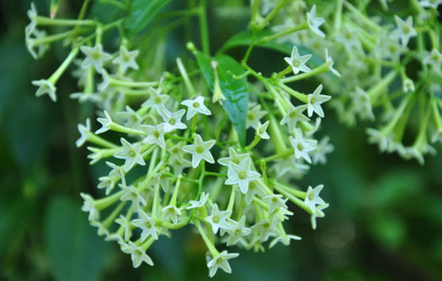 Hoa dạ hương là sự lựa chọn hàng đầu cho phương pháp chống muỗi bằng các loại cây trồng.