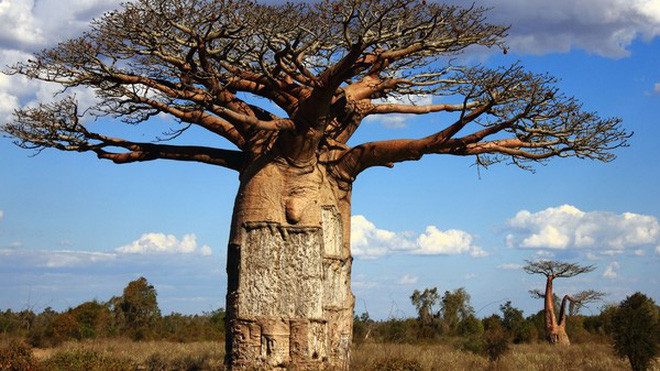 Cây Baobab