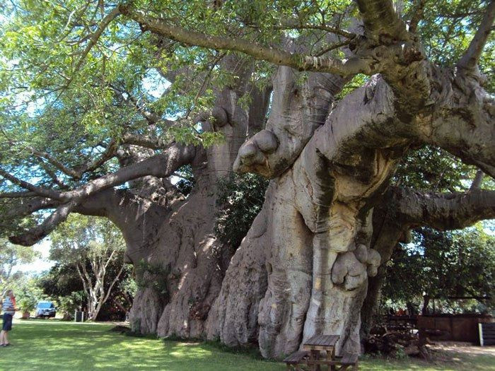 Cây Sunland Baobab