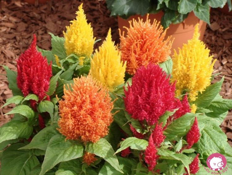Hoa mào gà với những sắc màu riêng biệt