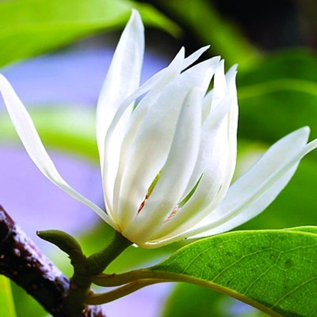 Hoa ngọc lan trắng