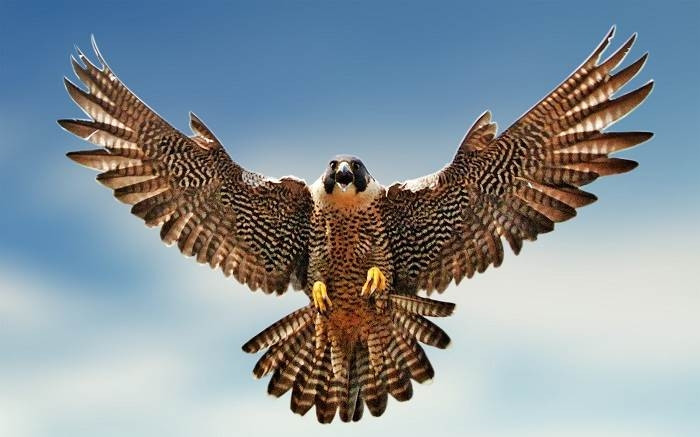 Chim Cắt lớn bay với tốc độ tối đa 389 km/h