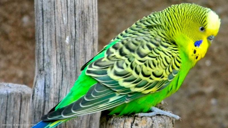 Đối với loài chim này, khả năng ghi nhận và học hỏi từ 300-500 từ và câu là bình thường