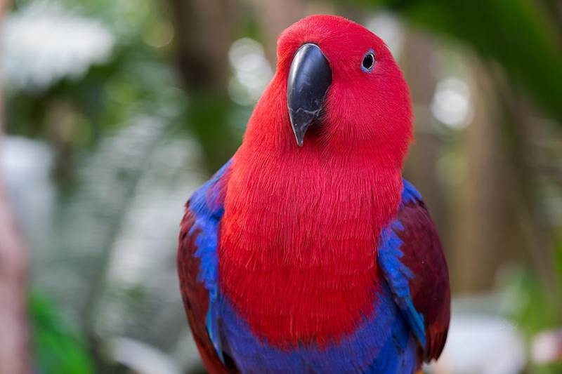 Vẹt Eclectus Parrot là loài chim có khả năng phát âm rõ ràng nhất