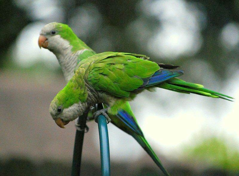 Monk Parakeet là tên của loài chim Yến Phụng hay là chim vẹt Thầy Tu