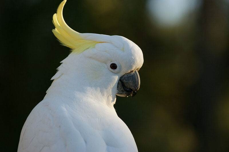 Vẹt mào là loài chim có khả năng nói tiếng người cực tốt bằng cách nghe và bắt chước các loại âm thanh quen thuộc