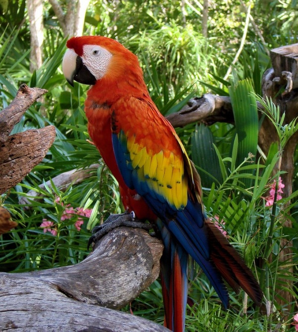 Chim Vẹt với những màu sắc rực rỡ