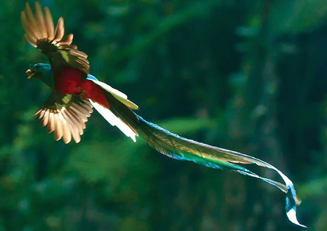 Chim đuôi seo (The Quetzal)