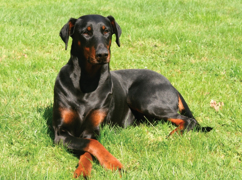 Doberman là giống chó tốt toàn diện