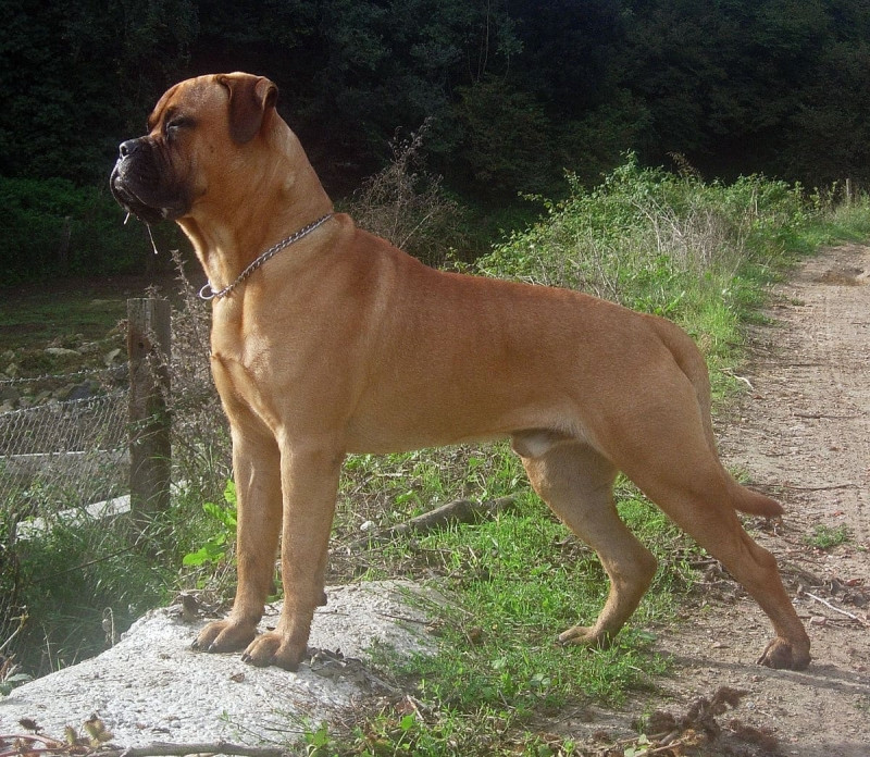 Bullmastiff trung thành và rất giàu tình thương