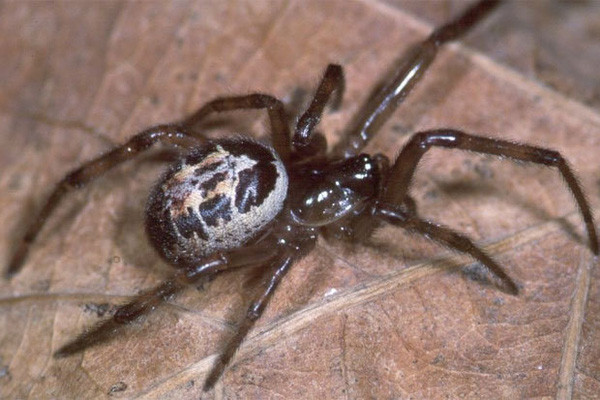 Đa số nọc của các loài nhện độc trên thế giới là rất nguy hiểm