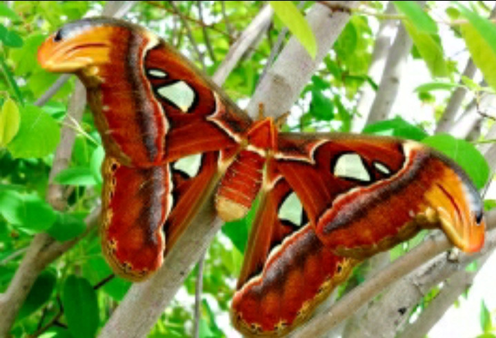 Bướm khế (bướm đêm Atlas)