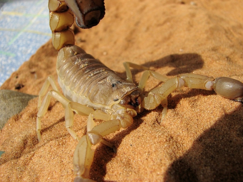 25% khẩu phần ăn của bọ cạp là thịt của những con bọ cạp khác.