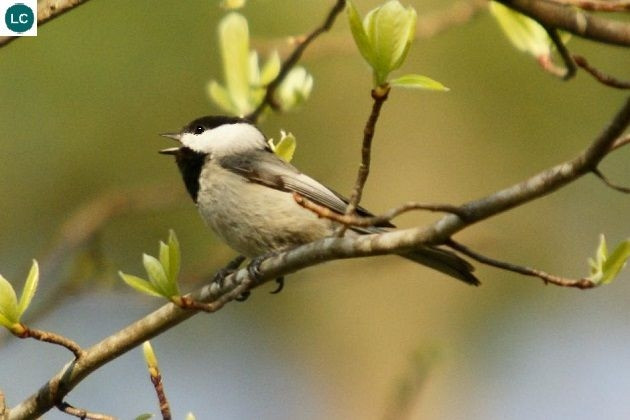 Bạc má mũ đen là loài chim nhỏ nhưng chắc nịch