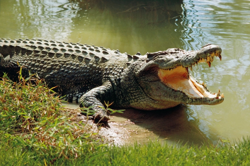 Cá sấu có thể nặng tới 1.043kg