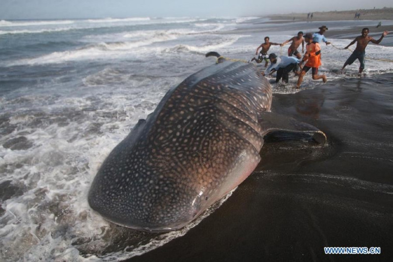 Cá mập voi nặng tới 18.143kg