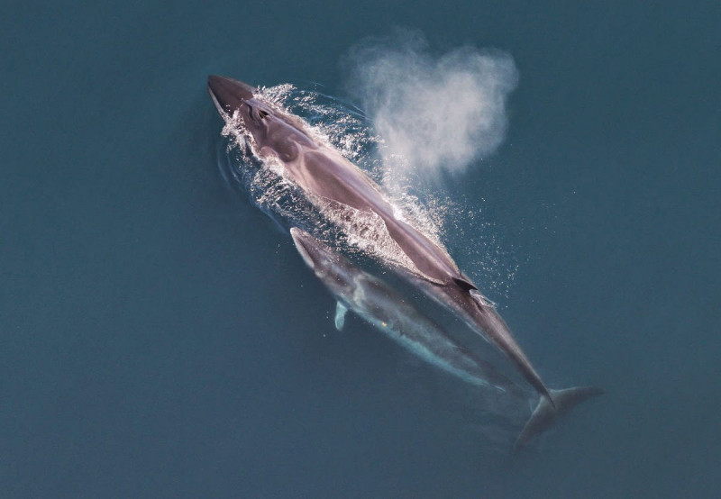 Cá voi Sei với cân nặng khúng tới 22,5 tấn