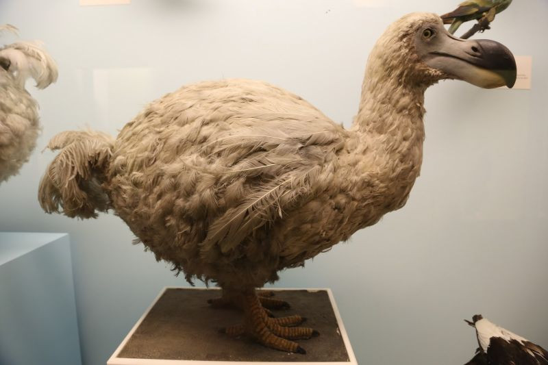 Loài chim Dodo được cho là tuyệt chủng từ 1690 năm trước