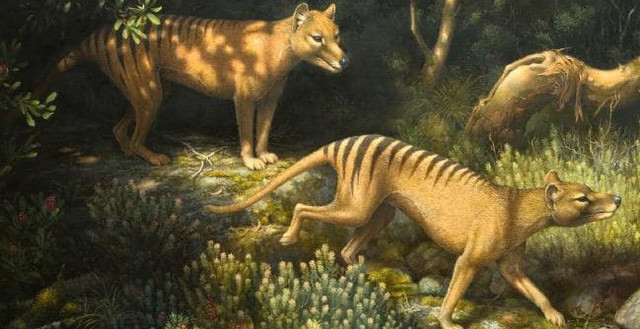 Loài hổ Tasmanian đến năm 1936 mới tuyệt chủng hoàn toàn