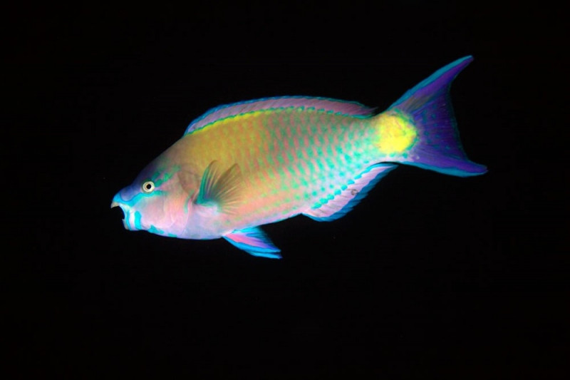 Màu sắc rực rỡ của cá Scarus coeruleus