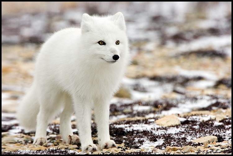 Cáo Bắc Cực có bộ lông trắng phau như tuyết