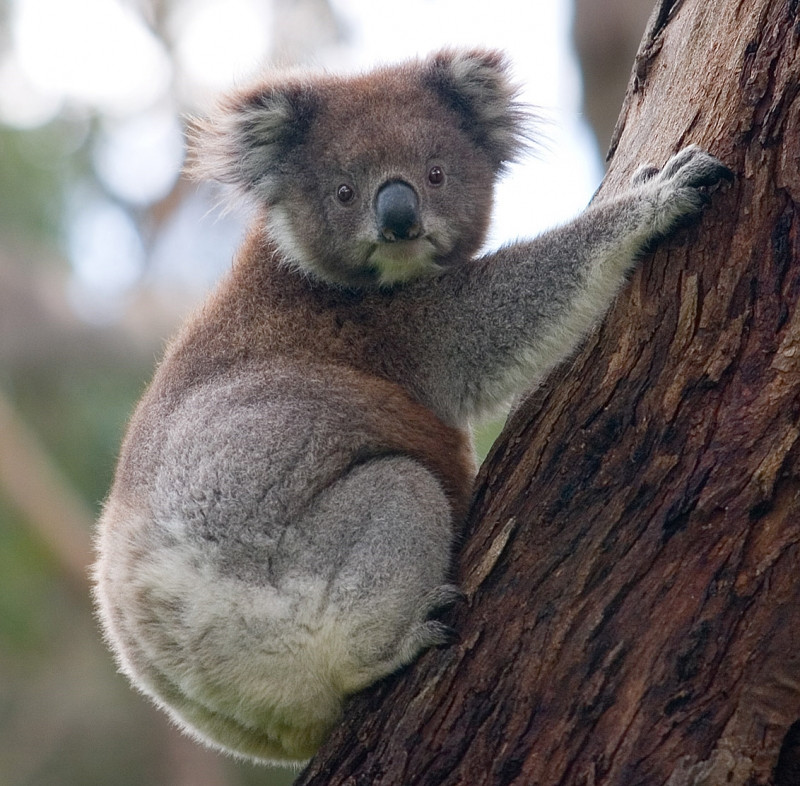 Gấu Koala có khuông mặt.vô cùng ngây thơ, hồn nhiên