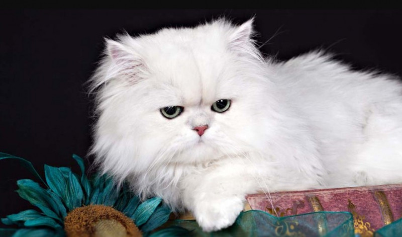 Mèo Ba Tư