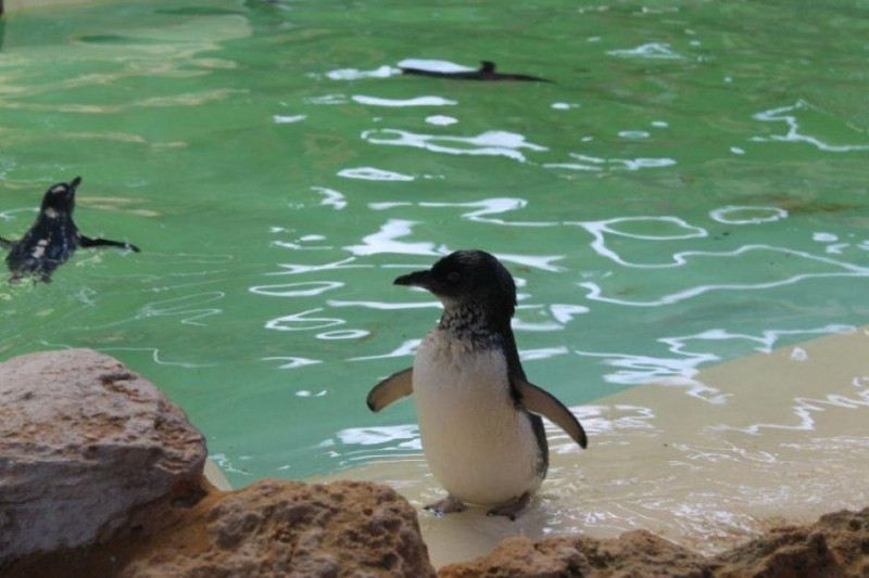 Chim cánh cụt nhỏ với thân hình núng nính, phúc hậu