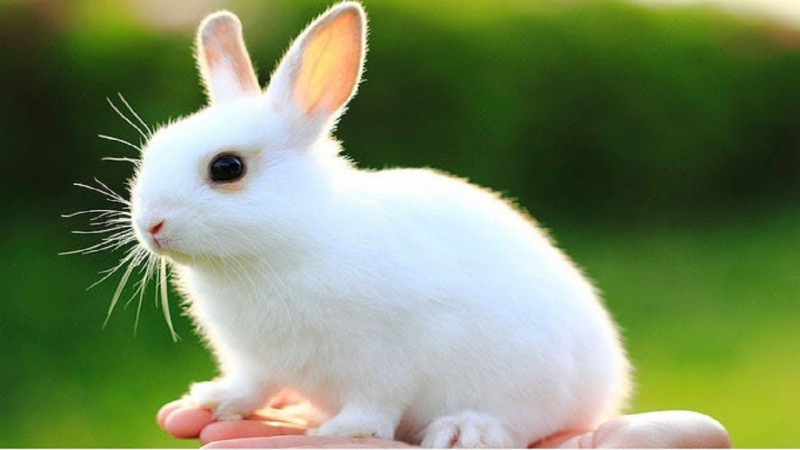 Thỏ có rất nhiều màu sắc và giống loài