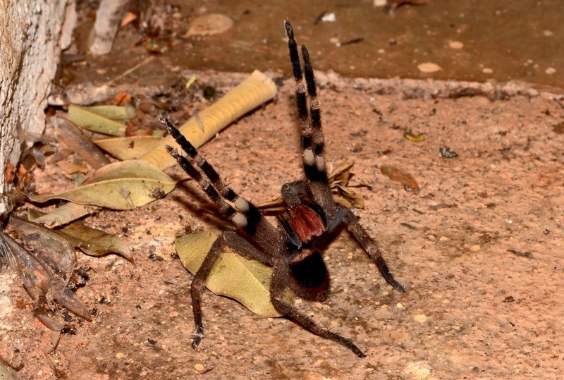 Một con nhện độc Brazil