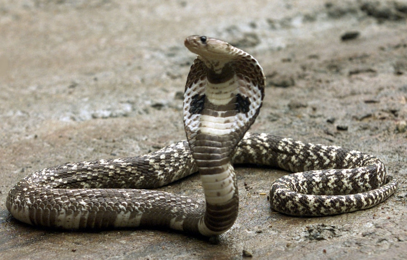 Một con rắn hổ mang chúa Cobra