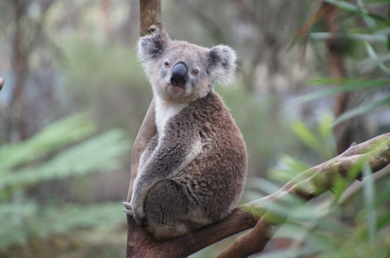 Gấu Koala